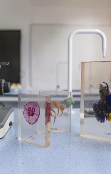 A close-up of a microscope and glass slides with preserved specimens on a science lab bench, perfect for exploring the tiny wonders of biology A close-up of a microscope and glass slides with preserved specimens on a science lab bench, perfect for exploring the tiny wonders of biology
